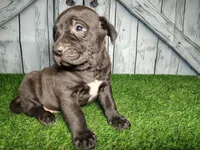 Echo, a male German Shepherd Dog and Labrador Retriever for sale in Fort Wayne, IN – Photo 2 of 3