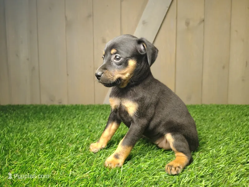 Minnie – Miniature Pinscher puppy for sale in Fort Wayne, IN