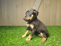 Minnie, a female Miniature Pinscher for sale in Fort Wayne, IN – 1 of 3