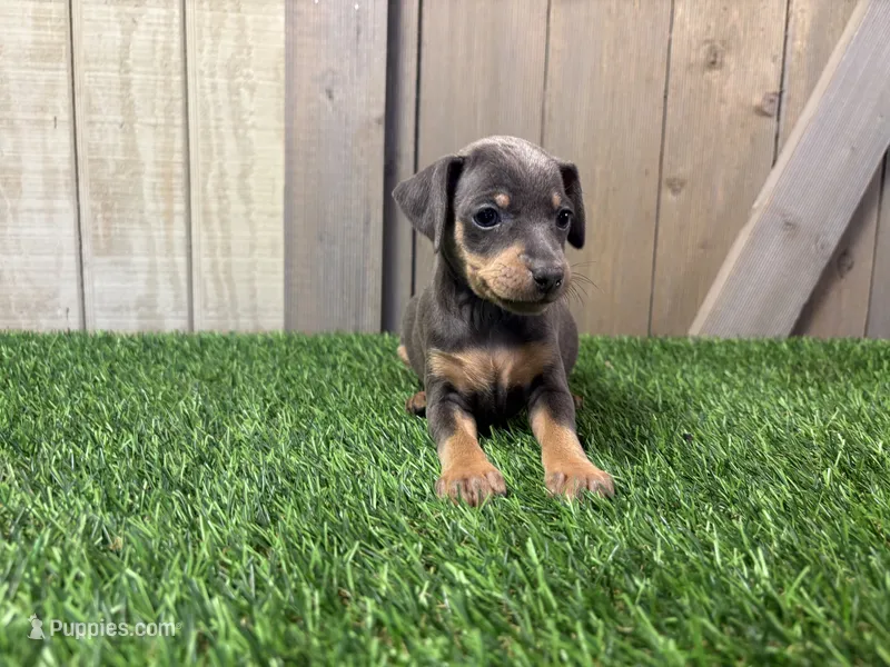 Stella  – Miniature Pinscher puppy for sale in Fort Wayne, IN