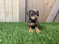 Stella , a female Miniature Pinscher for sale in Fort Wayne, IN – 1 of 5