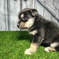 Bear, a male German Shepherd Dog and Siberian Husky for sale in Fort Wayne, IN – Photo 3 of 4
