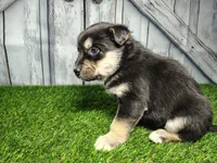 Bear, a male German Shepherd Dog and Siberian Husky for sale in Fort Wayne, IN – Photo 3 of 4