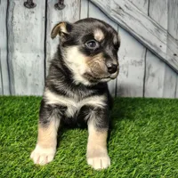 Bear, a male German Shepherd Dog and Siberian Husky for sale in Fort Wayne, IN – Photo 2 of 4