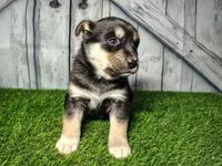 Bear, a male German Shepherd Dog and Siberian Husky for sale in Fort Wayne, IN – Photo 2 of 4