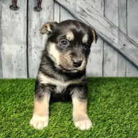 Bear, a male German Shepherd Dog and Siberian Husky for sale in Fort Wayne, IN – Photo 1 of 4
