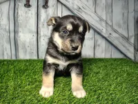 Bear, a male German Shepherd Dog and Siberian Husky for sale in Fort Wayne, IN – Photo 1 of 4