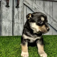 Bear, a male German Shepherd Dog and Siberian Husky for sale in Fort Wayne, IN – Photo 4 of 4