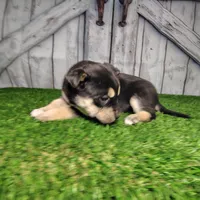 Becky, a female German Shepherd Dog and Siberian Husky for sale in Fort Wayne, IN – Photo 2 of 3