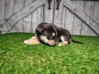 Becky, a female German Shepherd Dog and Siberian Husky for sale in Fort Wayne, IN – Photo 2 of 3