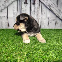 Becky, a female German Shepherd Dog and Siberian Husky for sale in Fort Wayne, IN – Photo 3 of 3