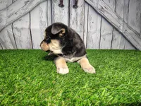 Becky, a female German Shepherd Dog and Siberian Husky for sale in Fort Wayne, IN – Photo 3 of 3