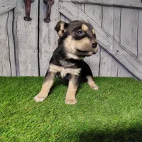 Becky, a female German Shepherd Dog and Siberian Husky for sale in Fort Wayne, IN – Photo 1 of 3