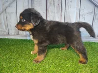 Henry , a male Australian Shepherd and Bernese Mountain Dog for sale in Fort Wayne, IN – 3 of 4