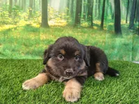 Tyson, a male American Bulldog and Australian Shepherd for sale in Fort Wayne, IN – 3 of 8