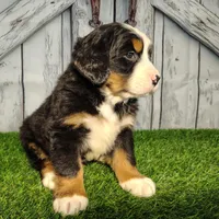 Ollie, a male Bernese Mountain Dog for sale in Fort Wayne, IN – Photo 4 of 6