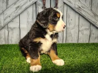Ollie, a male Bernese Mountain Dog for sale in Fort Wayne, IN – Photo 3 of 6