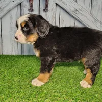 Ollie, a male Bernese Mountain Dog for sale in Fort Wayne, IN – Photo 3 of 6