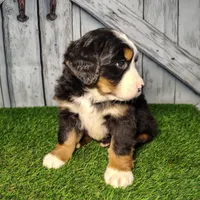 Ollie, a male Bernese Mountain Dog for sale in Fort Wayne, IN – Photo 5 of 6