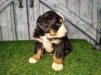 Ollie, a male Bernese Mountain Dog for sale in Fort Wayne, IN – Photo 5 of 6