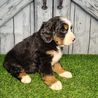 Ollie, a male Bernese Mountain Dog for sale in Fort Wayne, IN – Photo 2 of 6