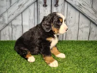Ollie, a male Bernese Mountain Dog for sale in Fort Wayne, IN – Photo 2 of 6