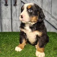 Ollie, a male Bernese Mountain Dog for sale in Fort Wayne, IN – Photo 6 of 6