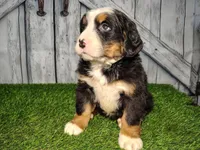 Ollie, a male Bernese Mountain Dog for sale in Fort Wayne, IN – Photo 6 of 6