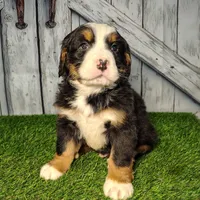 Ollie, a male Bernese Mountain Dog for sale in Fort Wayne, IN – Photo 1 of 6