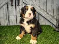 Ollie, a male Bernese Mountain Dog for sale in Fort Wayne, IN – Photo 1 of 6