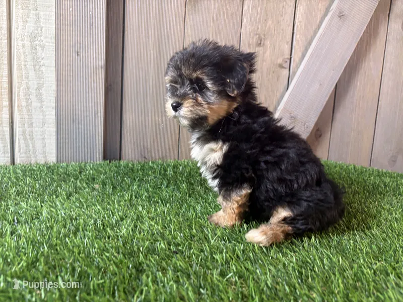 Echo – Morkie puppy for sale in Fort Wayne, IN