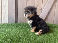 Echo, a male Morkie for sale in Fort Wayne, IN – 1 of 4