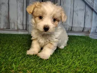 Scout , a male Maltese for sale in Fort Wayne, IN – 2 of 5
