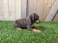 Stella , a female Miniature Pinscher for sale in Fort Wayne, IN – 5 of 5