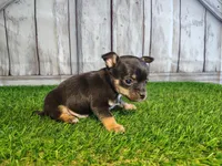 Charlie , a male Chihuahua for sale in Fort Wayne, IN – Photo 2 of 6