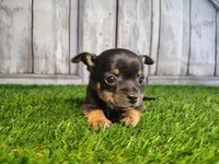Charlie , a male Chihuahua for sale in Fort Wayne, IN – Photo 4 of 6