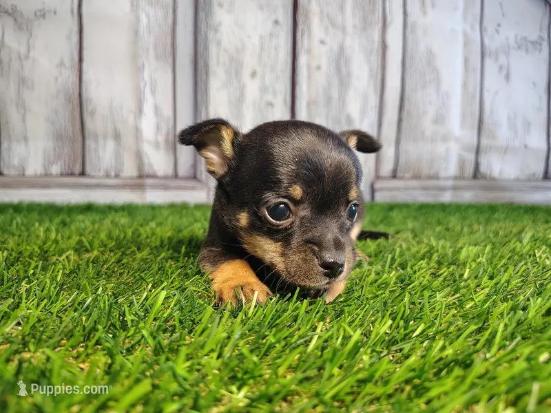 Charlie  – Chihuahua puppy for sale in Fort Wayne, IN