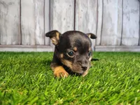 Charlie , a male Chihuahua for sale in Fort Wayne, IN – Photo 3 of 6