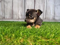 Charlie , a male Chihuahua for sale in Fort Wayne, IN – Photo 5 of 6