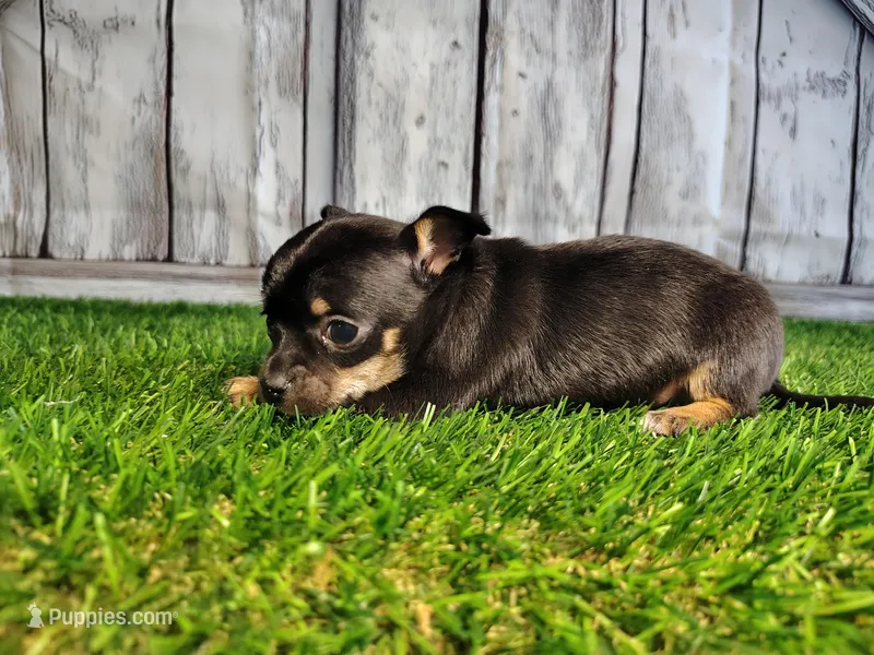 Charlie  – Chihuahua puppy for sale in Fort Wayne, IN
