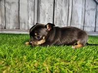 Charlie , a male Chihuahua for sale in Fort Wayne, IN – Photo 1 of 6