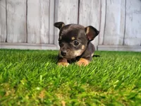 Charlie , a male Chihuahua for sale in Fort Wayne, IN – Photo 6 of 6