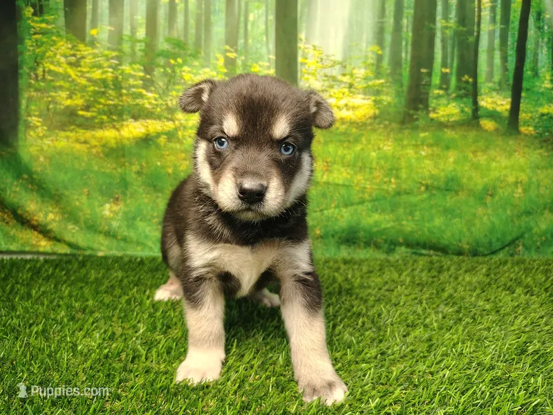 Yogi – German Shepherd Dog, Siberian Husky puppy for sale in Fort Wayne, IN