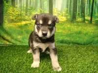 Yogi, a male German Shepherd Dog and Siberian Husky for sale in Fort Wayne, IN – 1 of 4