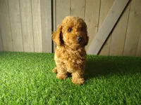 Jill , a female Poodle - Toy  for sale in Fort Wayne, IN – 6 of 6