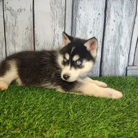Roxy, a female Siberian Husky for sale in Fort Wayne, IN – Photo 1 of 5