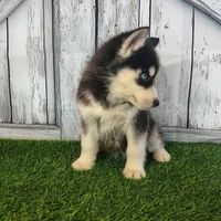 Roxy, a female Siberian Husky for sale in Fort Wayne, IN – Photo 2 of 5