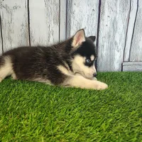 Roxy, a female Siberian Husky for sale in Fort Wayne, IN – Photo 4 of 5