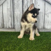 Roxy, a female Siberian Husky for sale in Fort Wayne, IN – Photo 3 of 5