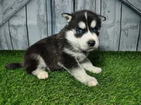 processed/b261adb2-f2d0-4d08-b959-3193222ef0e6/listing/4c44468d-6de6-4688-829f-8173d4696634/9825c62e-58d6-4115-96e4-9824122203cc